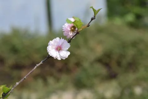 5342-tree blossoms Stock Photos