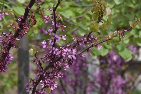 5360-tree blossoms Foto stock