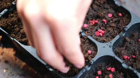 5375 Take the soil round the coriander seeds in plastic tray Video stock 147331147