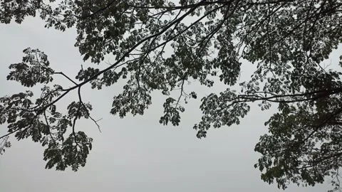 54 - long tree branches with shady leaves in the afternoon Stock Footage 197042864