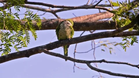 54 Monk Parakeet (Myiopsitta monachus) clean themselves in brunch. Video stock 80925232