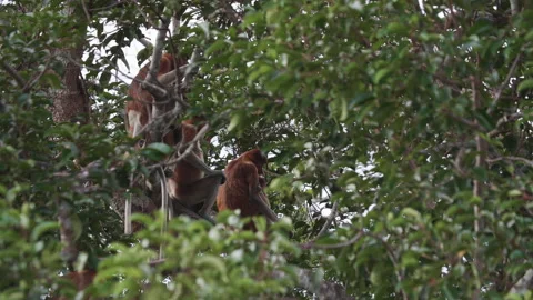 54255686 group of probiscus mokeys sitting on branch 3840x2160 Vídeos de archivo 144572049