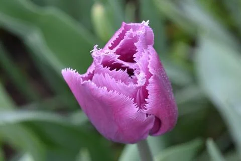 5443nice tulip Stock Photos