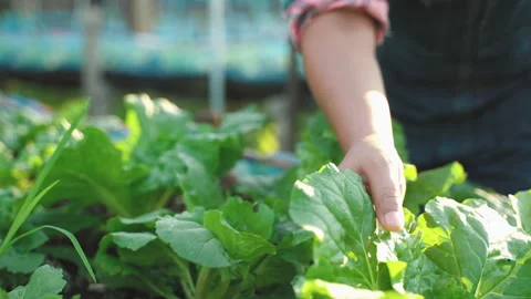 5467-t124-08 (3) Stock Footage 247410192
