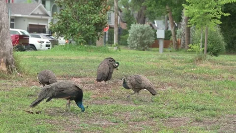 5485NkPeacocks Stock Footage 339983310