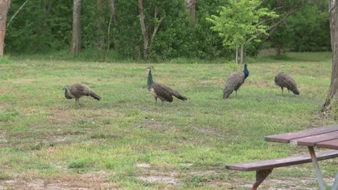 5486NkPeacocks Stock Footage 339983423