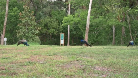 5506NkPeacocks Stock Footage 339983376