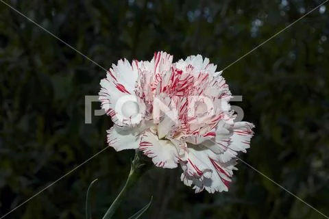 5520-colorful carnation Stock Photos