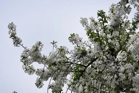 5553-tree blossoms Stock Photos