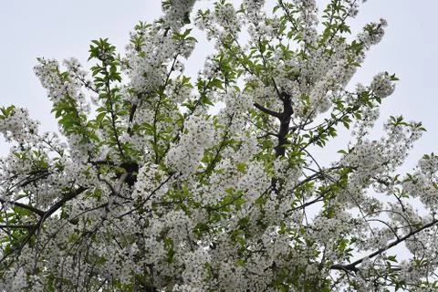 5554-tree blossoms Stock Photos