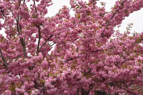 5556-tree blossoms Stock Photos