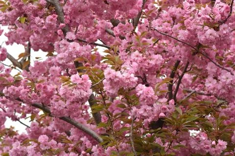 5557-tree blossoms Stock Photos