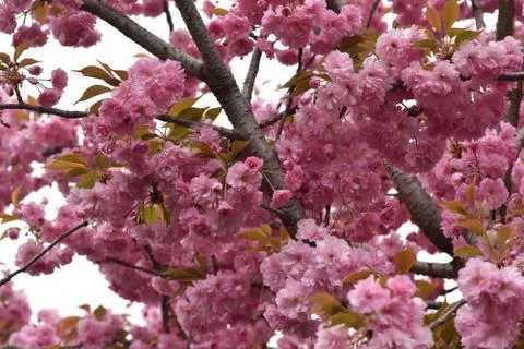 5559-tree blossoms Stock Photos