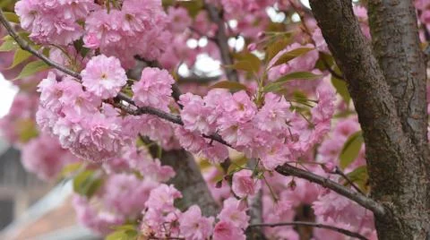 5560-tree blossoms Foto stock