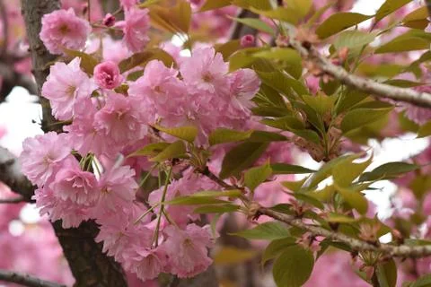 5562-tree blossoms Foto stock