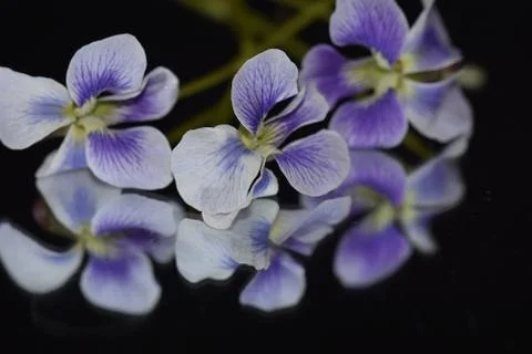 5576-spring flowers Stock Photos