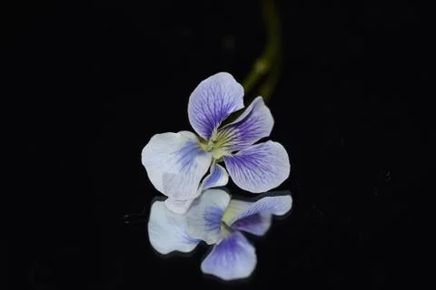 5577-spring flower Stock Photos