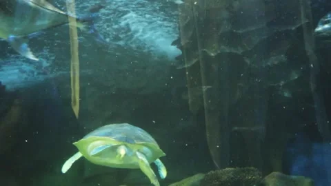 55Z Oceanarium 2023 Stock Footage 256782710