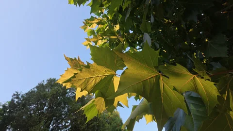 56 Backlit sycamore leaves glowing golden green against clear blue sky Stock Footage 345880247