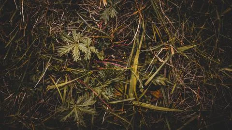 56 Dry Grass Background Stock Photos