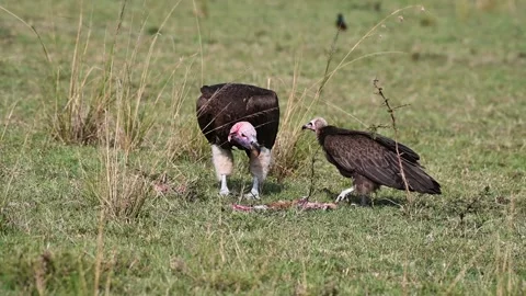 56 Some two different type of vulture in Maasai Mara Stock Footage 317494922