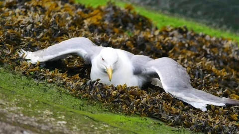 569 Seagull caught in algae on the water's edge Stock Footage 91990246