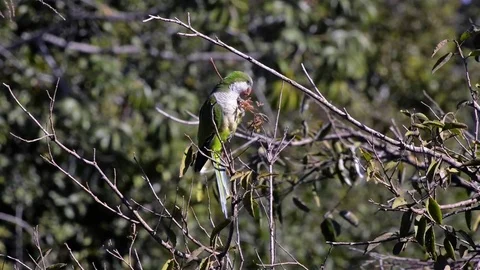 57 Monk Parakeet (Myiopsitta monachus) eat in tree. Video stock 80925853