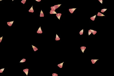 57 Pedals Falling Stock Footage 652241