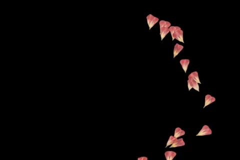 57 Pedals Transition Stock Footage 651913