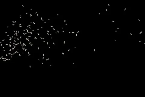 57 Rice Falling Stock Footage 652234