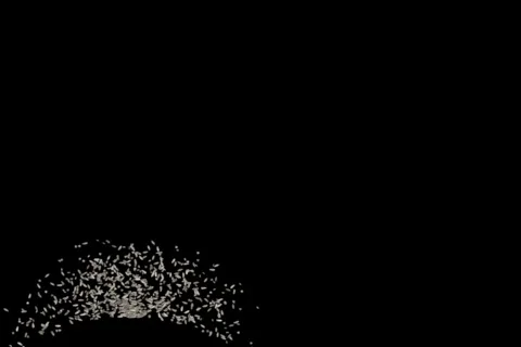 57 Rice Lower Third Stock Footage 652143