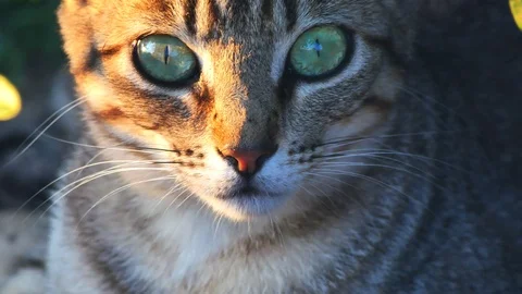 577 Cat eyes close up Stock Footage 92020724