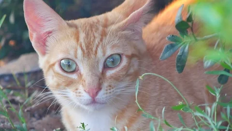 579 beautiful kitten close up Stock Footage 92020619