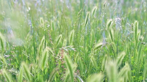59 seconds of scenic beautiful dancing wild grass in springtime Stock Footage 129522552
