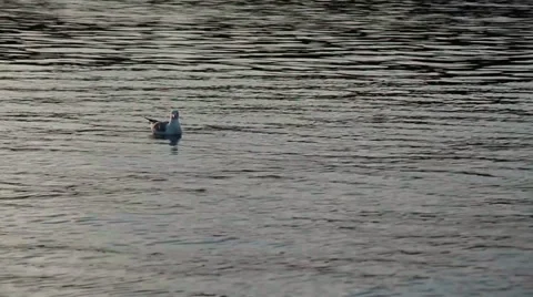 5987 Sea surface, calm, grey, a seagull Stock-Footage 37540716