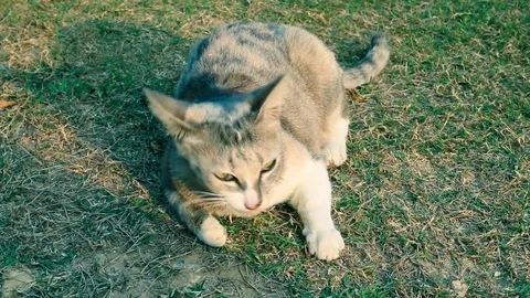 5.cat eating grass Stock Footage 113532808