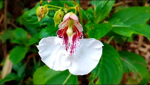 	5d mark ii with 20-80 lens Video stock 208953395