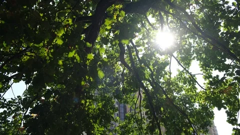 5d7228ef724a266d5ab2152b Stock Footage 115779389