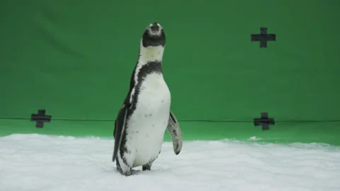 5fb15d223619e54e7a764ba1 Stock Footage 143802173