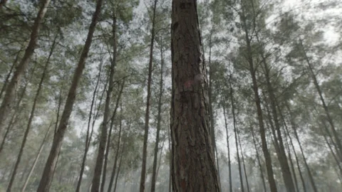 5fd2f2a1603c925ebedc237d Video stock 145252870