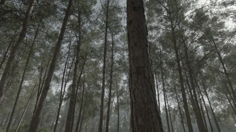 5fd31374603c925ebedcb366 Video stock 145256453