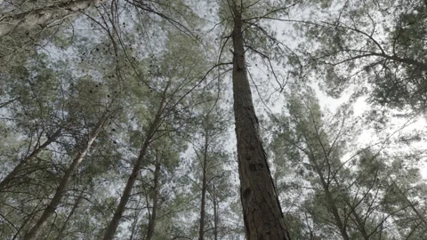 5fd32096603c925ebedcf069 Stock-Footage 145253189