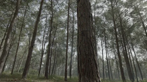 5fd32dae603c925ebedd326e Stock Footage 145253744