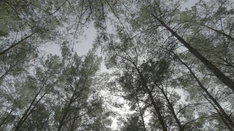 5fd37ae9604cb9654db631e1 Stock Footage 145253320