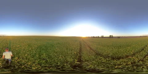 5K 360 VR Man in a field of sorghum Video stock 135389843