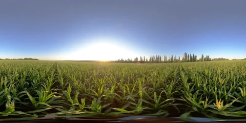 5K 360 VR Man in a field with corn Video stock 135393493