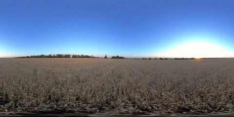 5K 360 VR Man walking in a wheat field Video stock 135395137