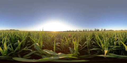 5K 360 VR Virtual Reality Corn Fields Video stock 135350928