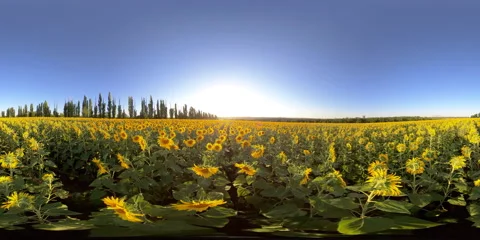 5K 360 VR Virtual Reality Sunflower Fields Stock Footage