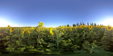 5K 360 VR Virtual Reality Sunflower Fields Stock Footage